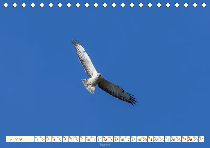 Vögel II