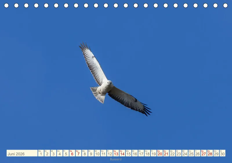 Vögel II