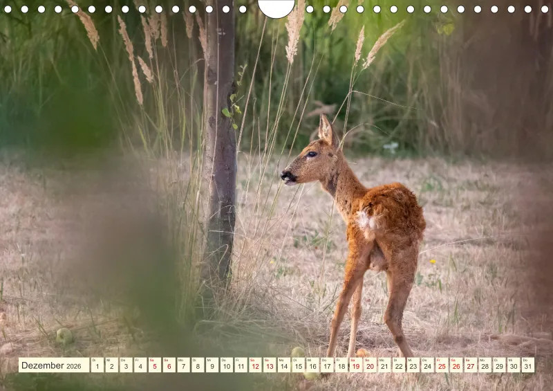 Wildtiere
