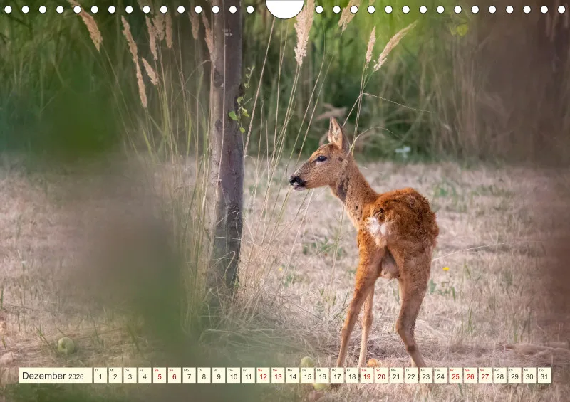 Wildtiere