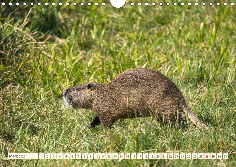 Wildtiere