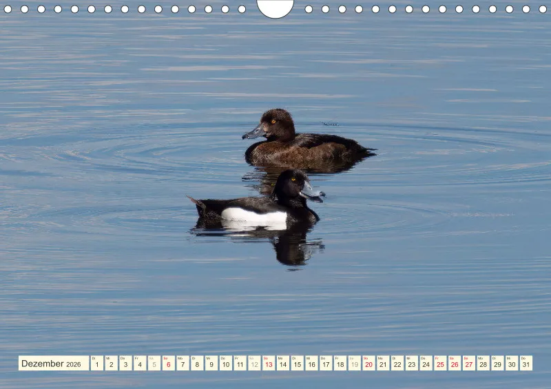 Vögel am Wasser