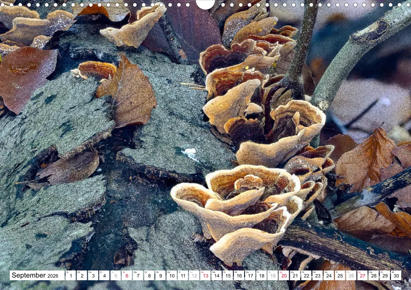 Pilze