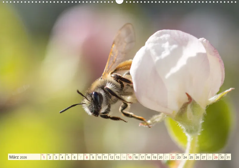 Bienen/Hummeln