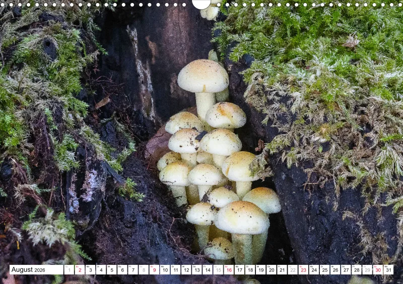 Pilze