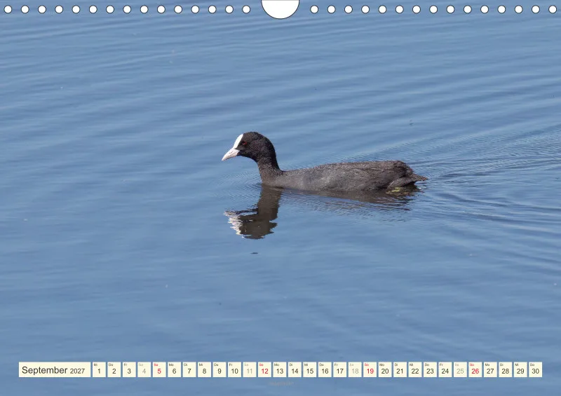 Vögel am Wasser