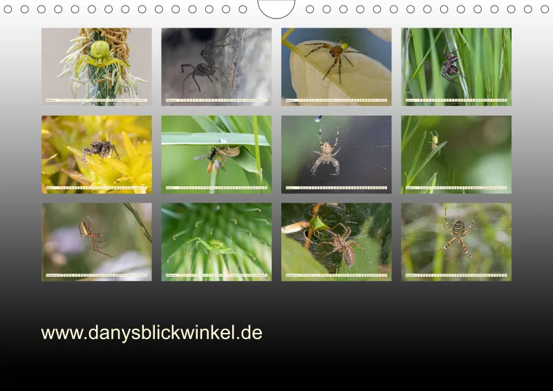 Spinnen