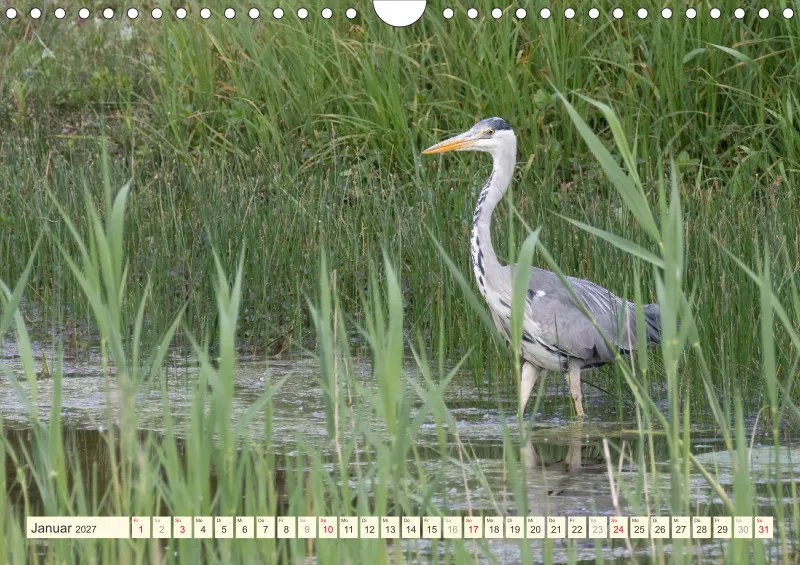 Vögel am Wasser