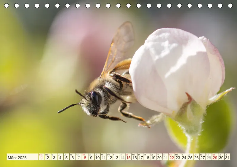Bienen/Hummeln