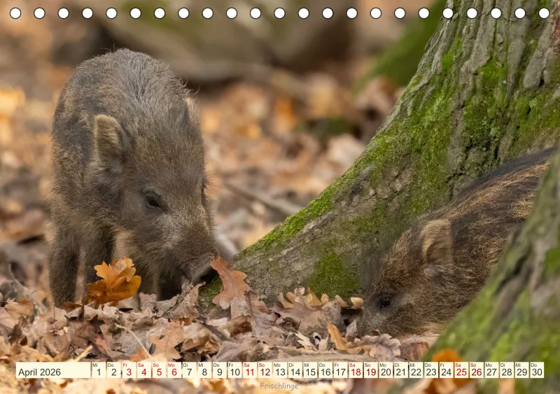 Wildtiere