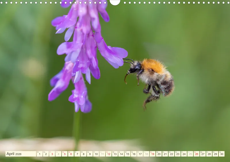 Bienen/Hummeln