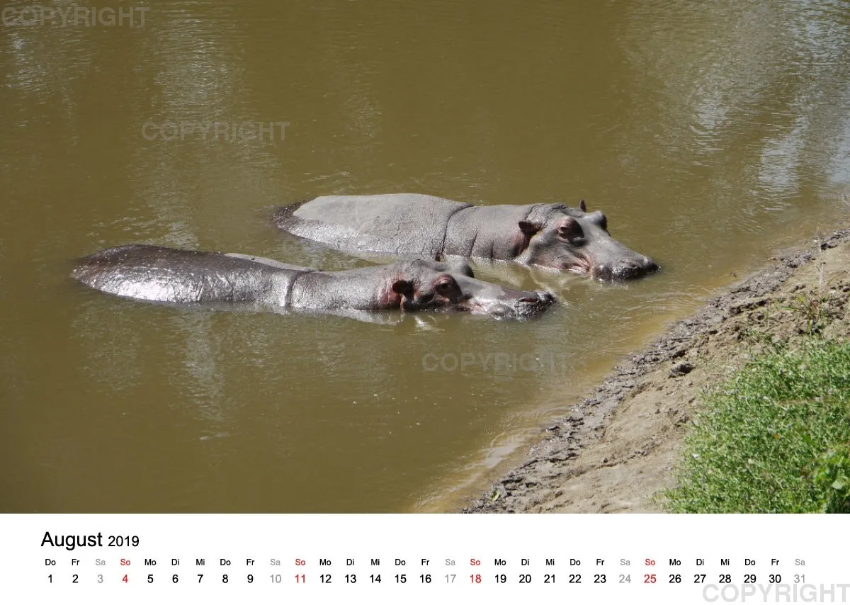 Fotokalender - African Wild Animals II