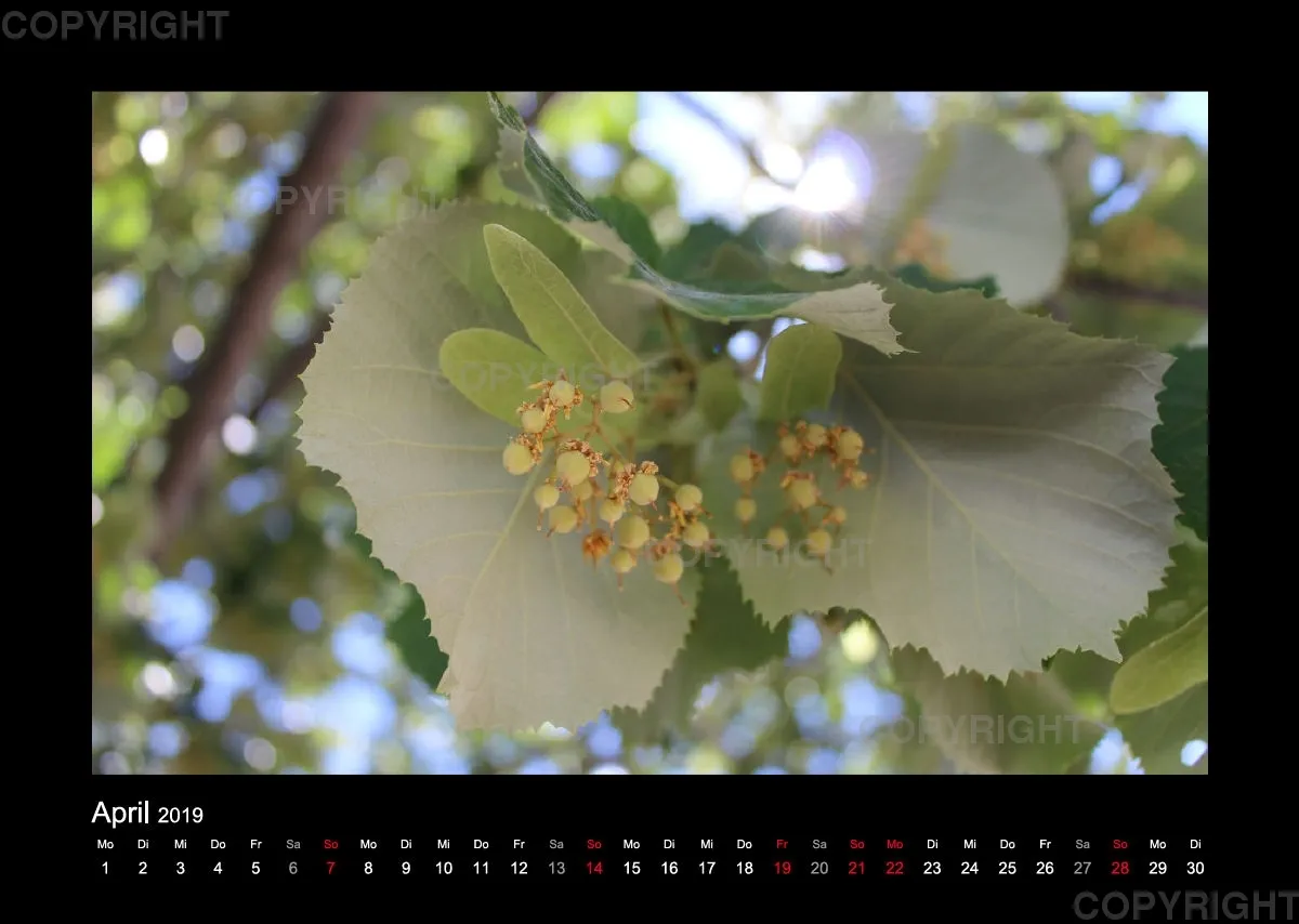 Fotokalender - La Provence II