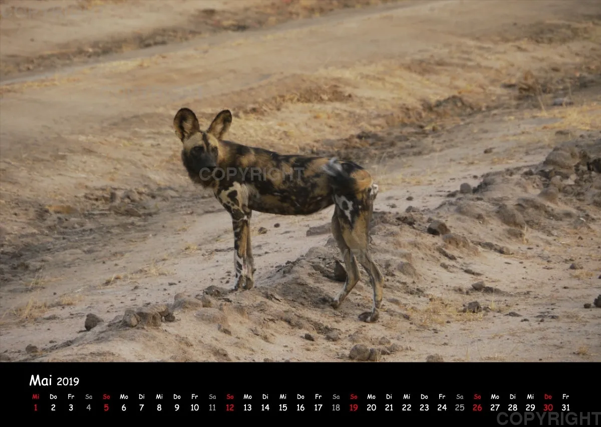Fotokalender - African Wild Animals I