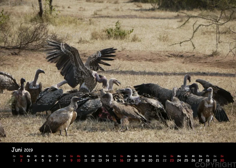 Fotokalender - African Wild Animals I