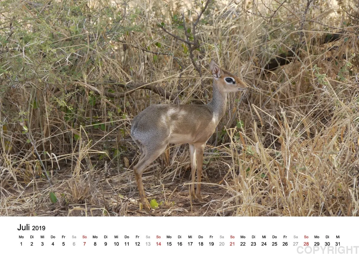 Fotokalender - African Wild Animals II