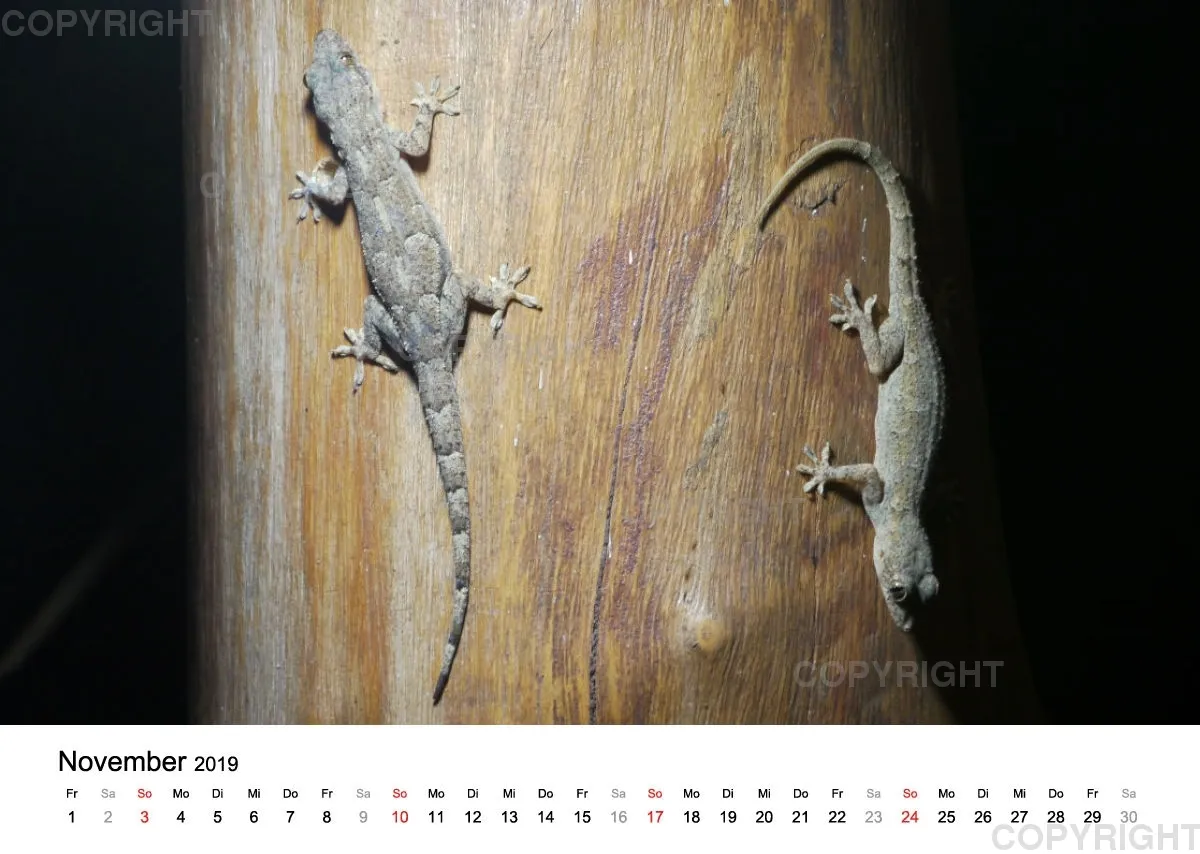 Fotokalender - African Wild Animals II
