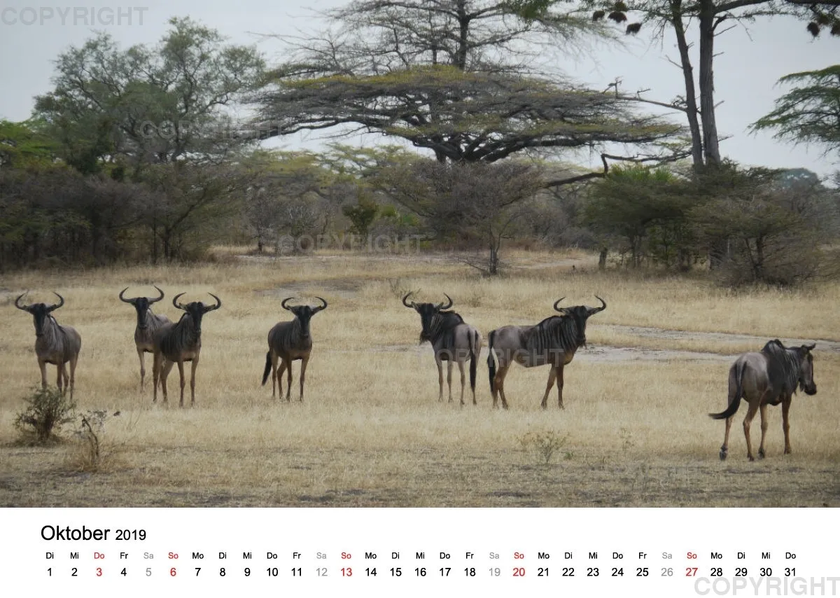 Fotokalender - African Wild Animals II
