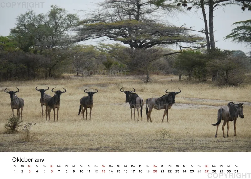 Fotokalender - African Wild Animals II