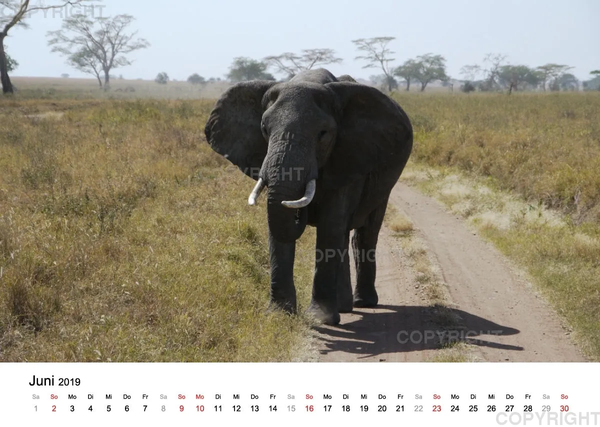 Fotokalender - African Wild Animals II