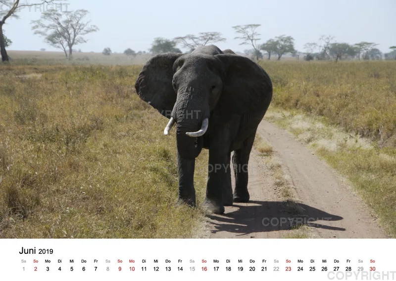 Fotokalender - African Wild Animals II