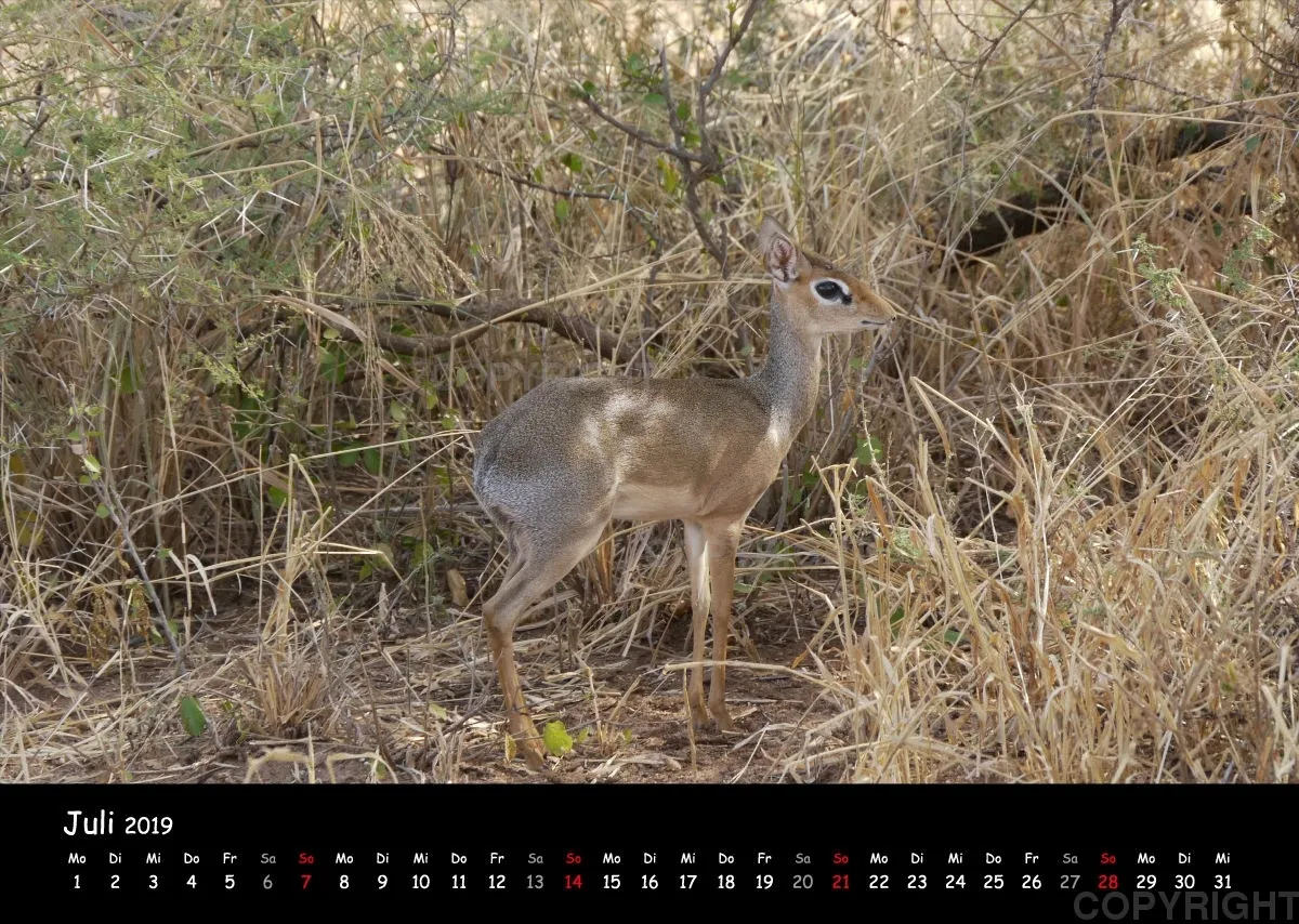 Fotokalender - African Wild Animals I