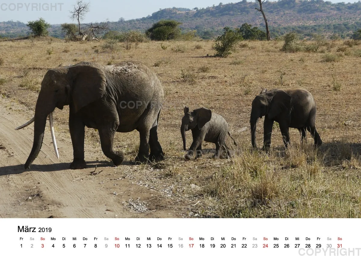 Fotokalender - African Wild Animals II