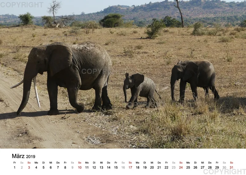 Fotokalender - African Wild Animals II