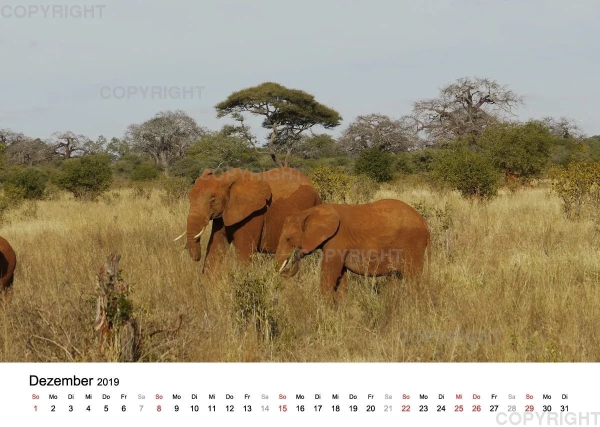 Fotokalender - African Wild Animals II