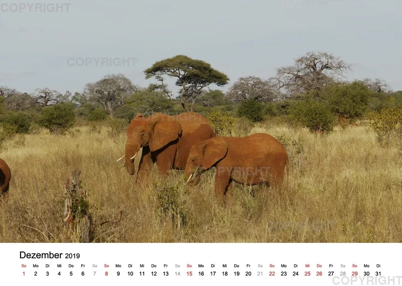 Fotokalender - African Wild Animals II