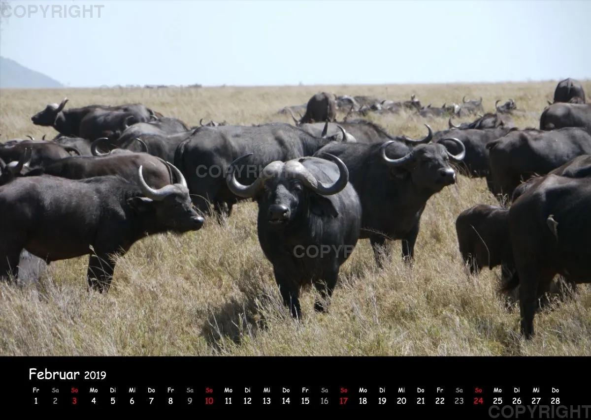 Fotokalender - African Wild Animals I