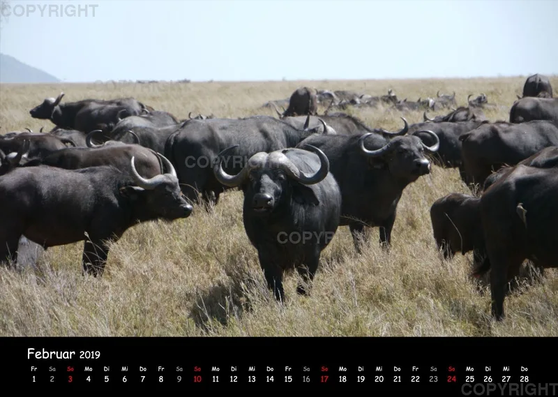 Fotokalender - African Wild Animals I
