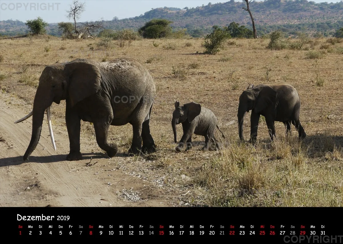 Fotokalender - African Wild Animals I