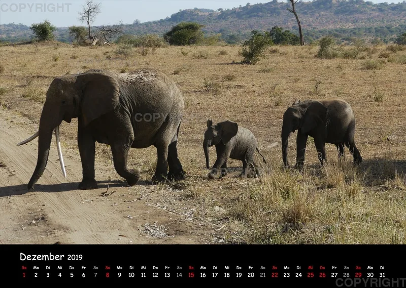 Fotokalender - African Wild Animals I