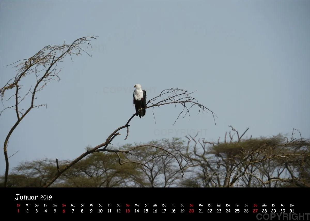 Fotokalender - African Wild Animals I