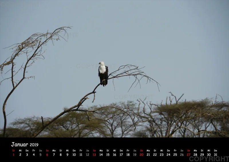 Fotokalender - African Wild Animals I