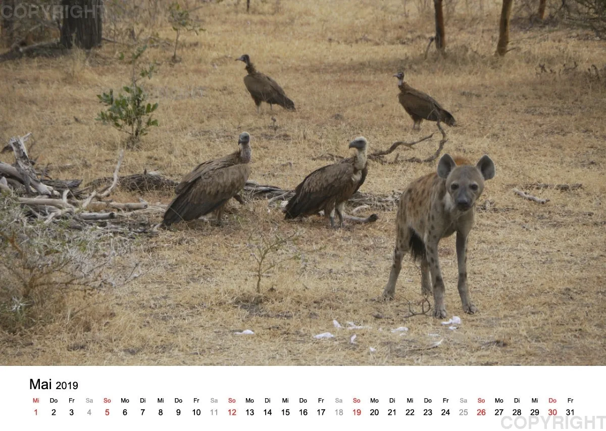 Fotokalender - African Wild Animals II