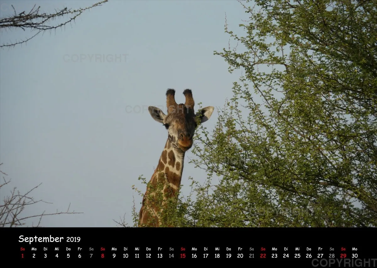 Fotokalender - African Wild Animals I