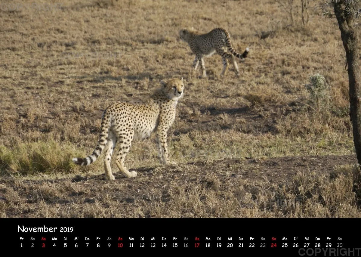 Fotokalender - African Wild Animals I