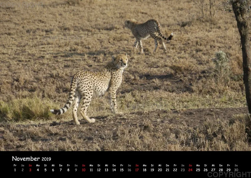 Fotokalender - African Wild Animals I