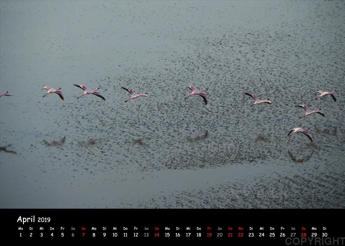 Fotokalender - African Wild Animals I