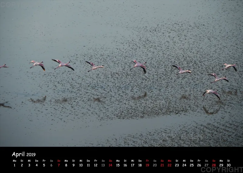 Fotokalender - African Wild Animals I