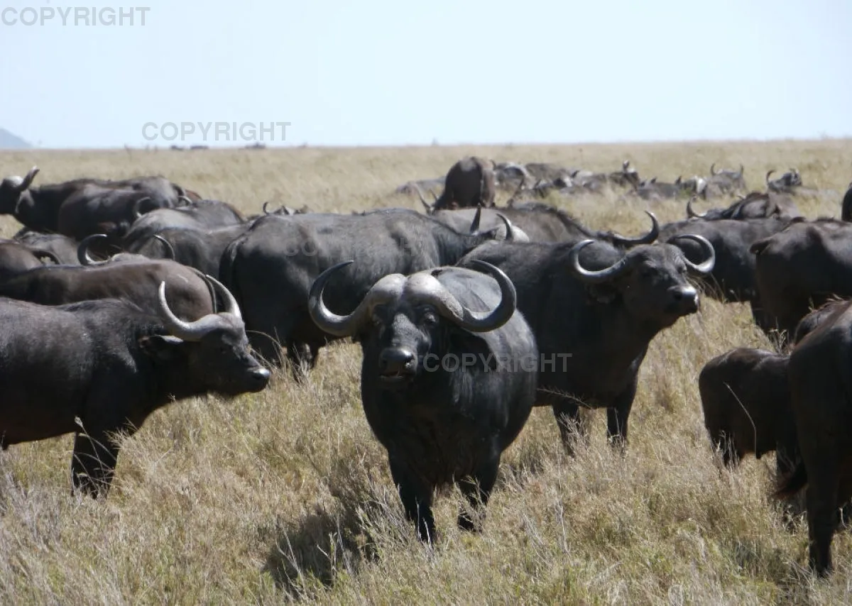 Fotokalender - African Wild Animals II