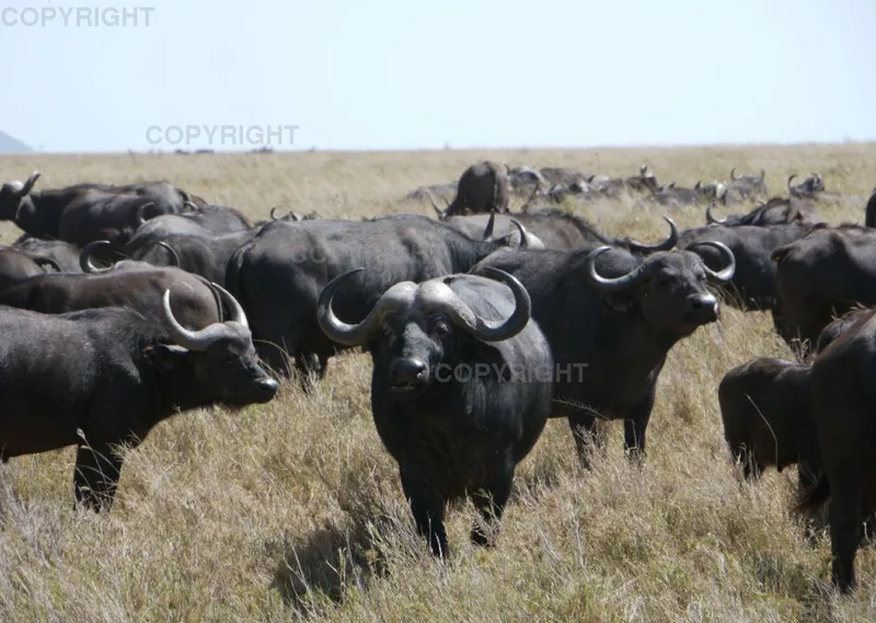 Fotokalender - African Wild Animals II
