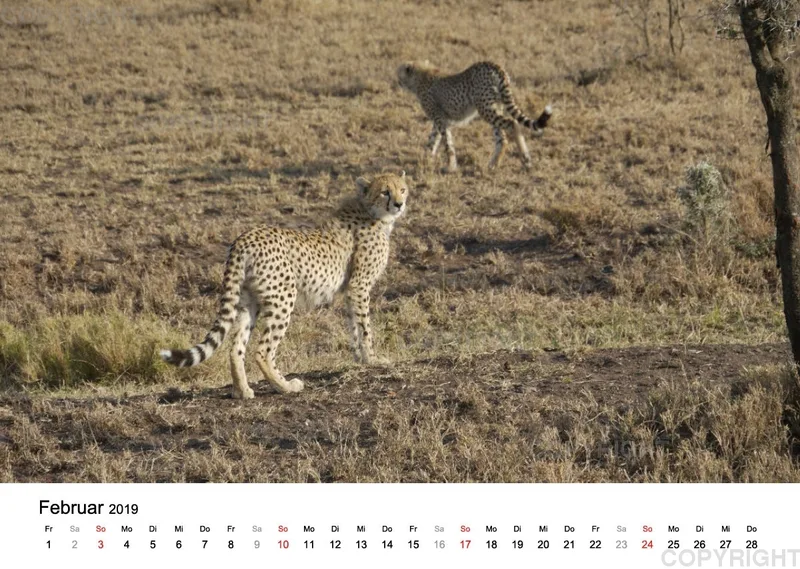 Fotokalender - African Wild Animals II