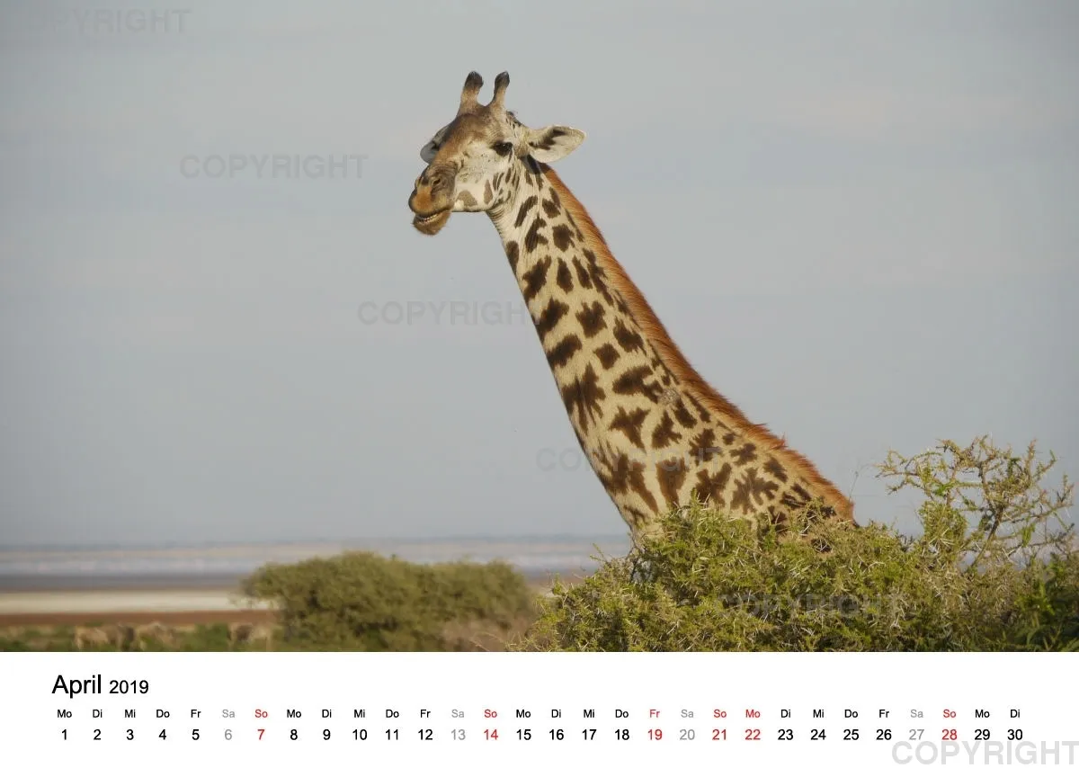 Fotokalender - African Wild Animals II