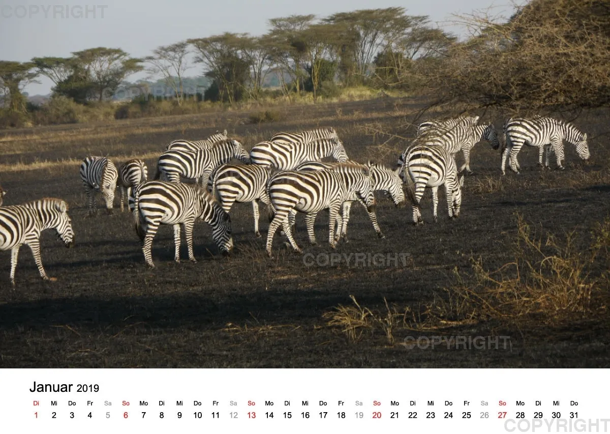 Fotokalender - African Wild Animals II