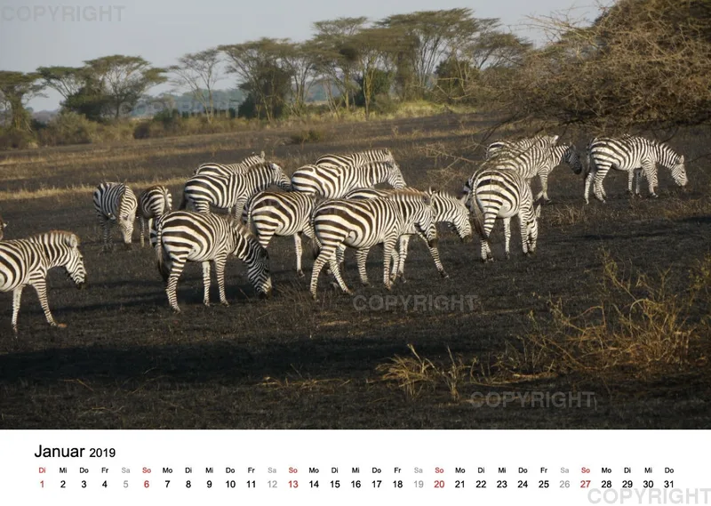 Fotokalender - African Wild Animals II