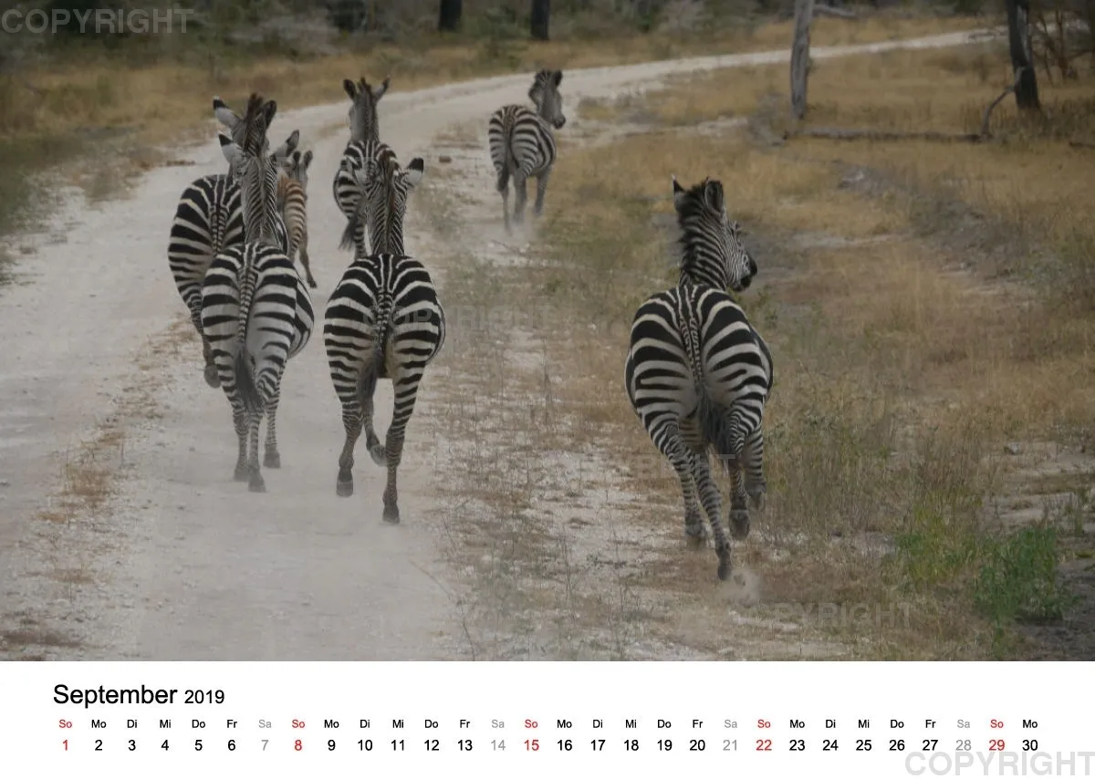 Fotokalender - African Wild Animals II