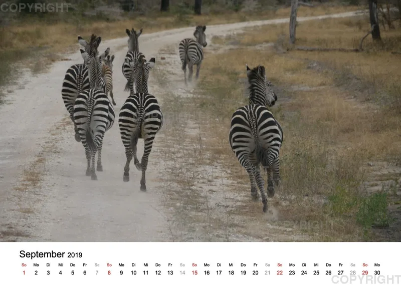 Fotokalender - African Wild Animals II
